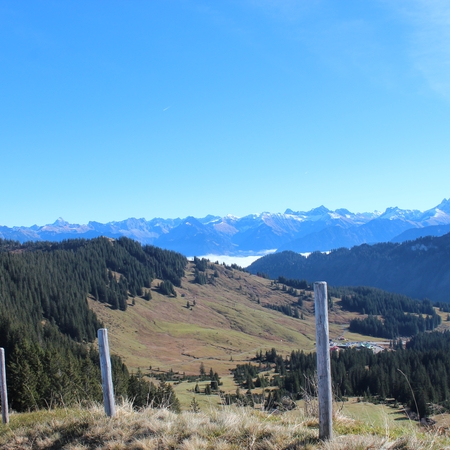 Hundetreffen 2015 im Allgäu (2)